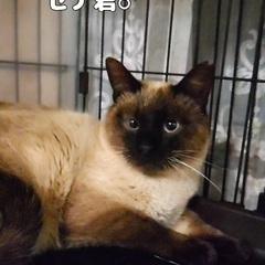 シャム猫風のセナくん