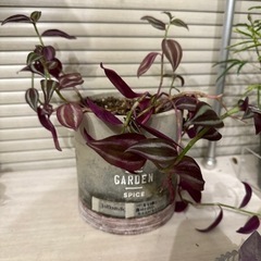 【お譲りします】観葉植物　トラディスカンティア