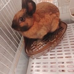 素敵な飼い主さんが見つかりました