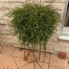 大株！横幅６０ｃｍ超★ワイヤープランツ★モリモリ！フッサフッサ★植物