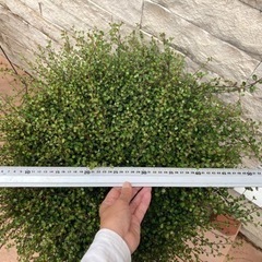 大株！横幅６０ｃｍ超★ワイヤープランツ★モリモリ！フッサフッサ★植物の画像