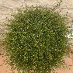 大株！横幅６０ｃｍ超★ワイヤープランツ★モリモリ！フッサフッサ★植物の画像