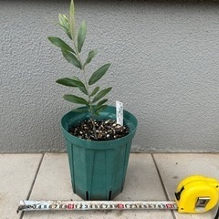 オリーブのカロレア（希少種）5号苗を¥2900で売ります。の画像