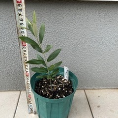 オリーブのカロレア（希少種）5号苗を¥2900で売ります。の画像