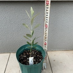 オリーブのカロレア（希少種）5号苗を¥2900で売ります。の画像