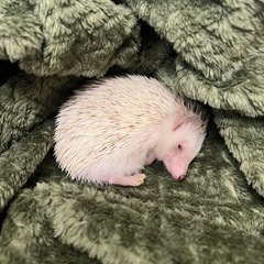 ハリネズミ　7ヶ月　シナモンの画像