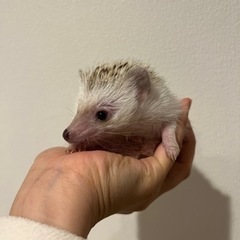 ハリネズミ　7ヶ月　シナモン - 中央区