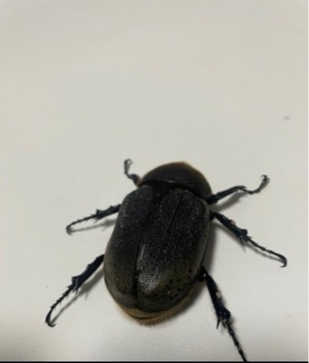 [取引中]③ヘラクレスオオカブト新成虫ペア　遠方取引可能