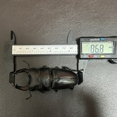 角刈りさん用【86mm大型優良血統】国産オオクワガタ　雄　SR血統