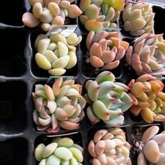 韓国入り多肉植物セットの画像