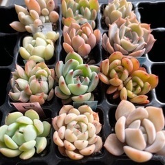 韓国入り多肉植物セットの画像