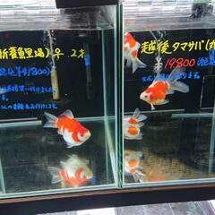 金魚 他にも