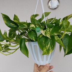 ポトス　バレンシアの画像