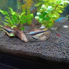 生活雑貨 家庭用品 ガーデニングの画像