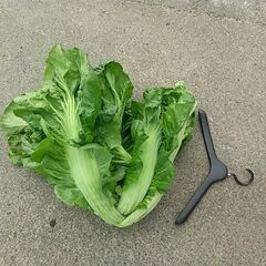 青高菜。特大。1kg超え