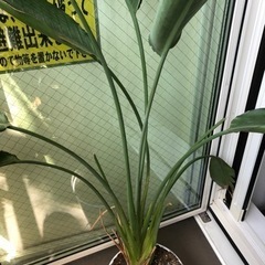 不明