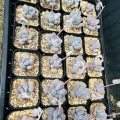 ぷくぷく多肉植物の画像