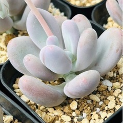 ぷくぷく多肉植物の画像
