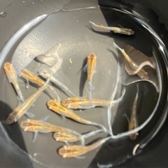 ブロンズメダカ　14匹　めだか　メダカの画像