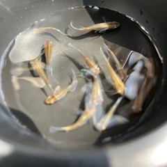 ブロンズメダカ　14匹　めだか　メダカの画像