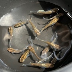 ブロンズメダカ　14匹　めだか　メダカの画像