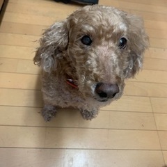 10才の甘えん坊のプードルです