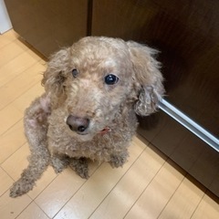 10才の甘えん坊のプードルです − 広島県
