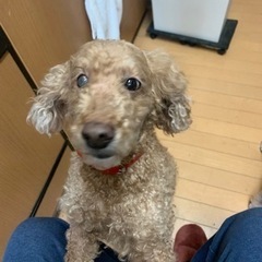 10才の甘えん坊のプードルです - 犬