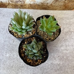 多肉植物 ハオルチア ピリフェラ、花菱、寿3点の画像