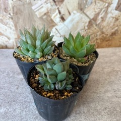 多肉植物 ハオルチア ピリフェラ、花菱、寿3点の画像