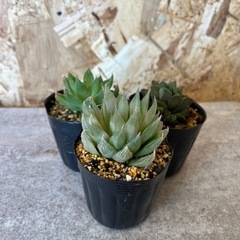 多肉植物 ハオルチア ピリフェラ、花菱、寿3点の画像