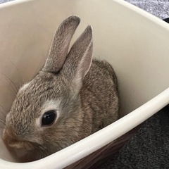 ※急募※子うさぎ　茶色