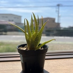 多肉植物 ハオルチア 白蝶 小型の画像