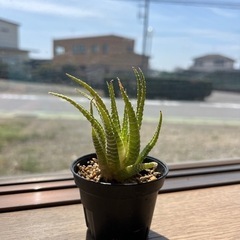 多肉植物 ハオルチア 白蝶 小型の画像