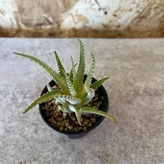多肉植物 ハオルチア 白蝶 小型の画像