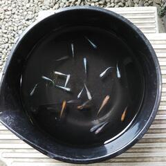 めだか ミックス20匹セットの画像