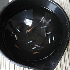 めだか ミックス20匹セットの画像