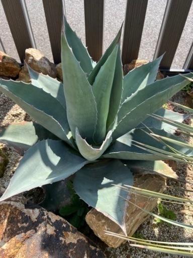 アガベ  
オバティフォリア