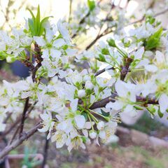 プラムの苗木　三~四年生　徐々になくなってます