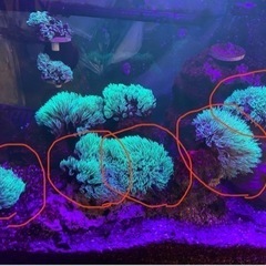 スターポリプ　スタポ　サンゴ　ソフトコーラル　海水魚　水槽の画像