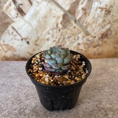 多肉植物 エケベリア 小