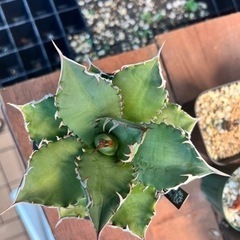 アガベ　オテロイ　ノーネーム　大株の画像