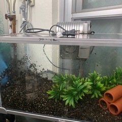 50cmの水槽セット