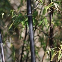竹　たけ　竹藪　(黒竹)