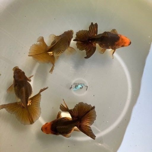 土佐錦 明け2歳