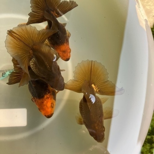 土佐錦明け2歳オス4匹