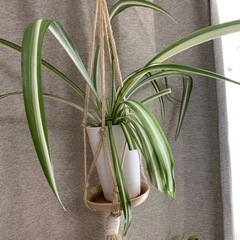 無料！お譲りします【観葉植物】オリヅルラン　①  3号鉢
