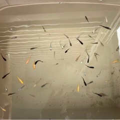 ミックスメダカ100匹の画像