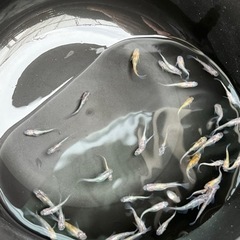 あけぼの三色ラメ　40匹　メダカ　めだかの画像