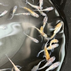 あけぼの三色ラメ　40匹　メダカ　めだか